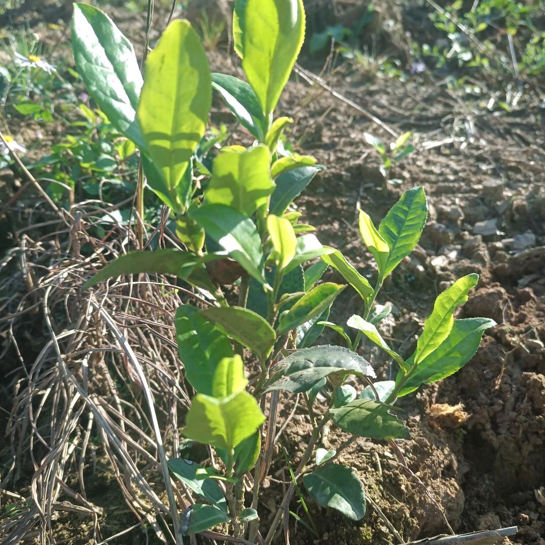 森辰茶业