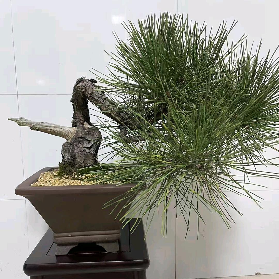 榕榕盆景园