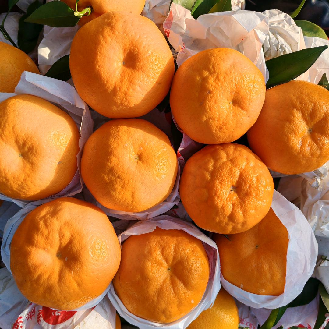 采果小伙子（小石）