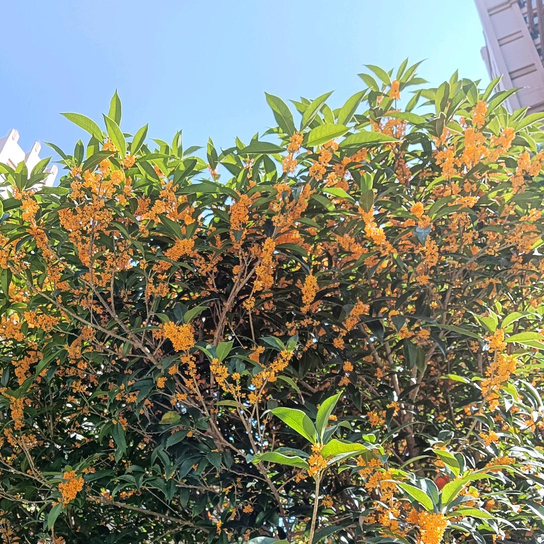 晓💋小🌹🌹🌹