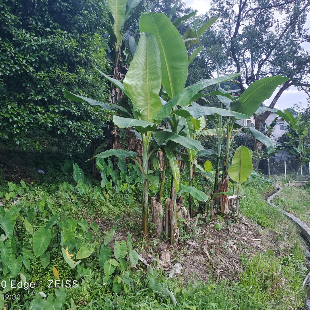 山川农场股票组