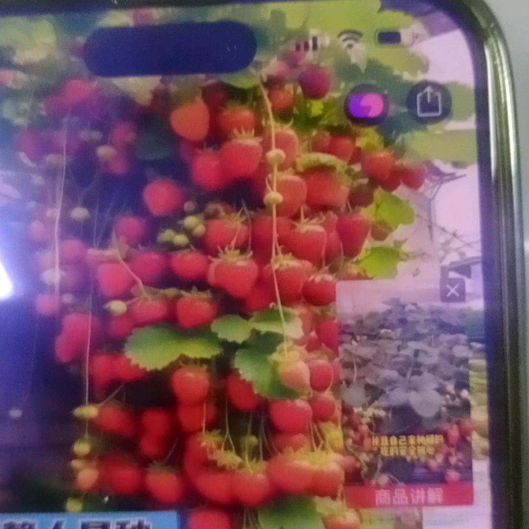 不要再来伤害我