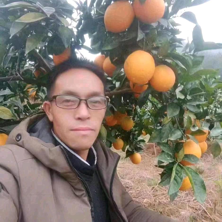 景春《赣南脐橙土蜂蜜》