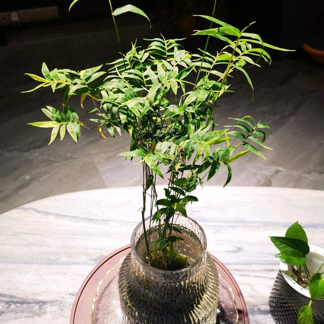 山渐青🌸