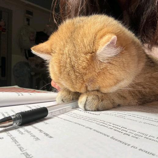 晚睡小猫
