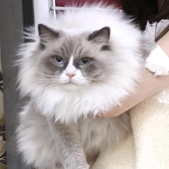 千页豆腐爱上富贵花🍯