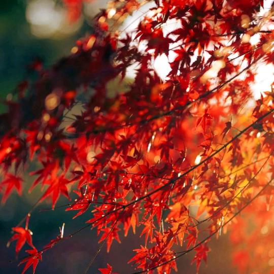 江西龙虎山小赵
