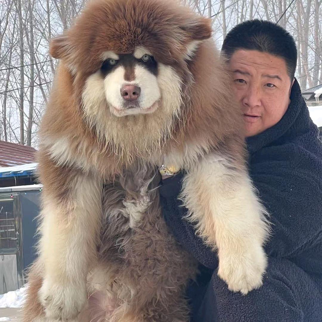 艾特重生