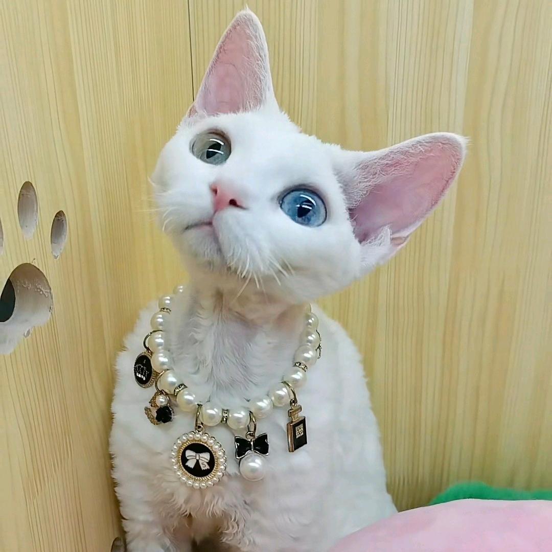 唯娜的德文卷毛猫