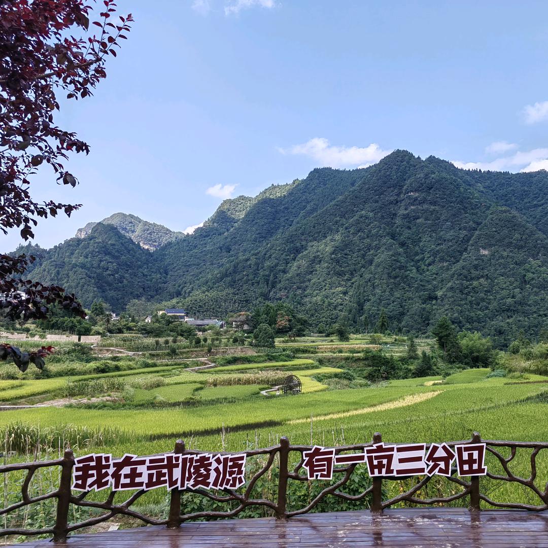 火烈.鸟