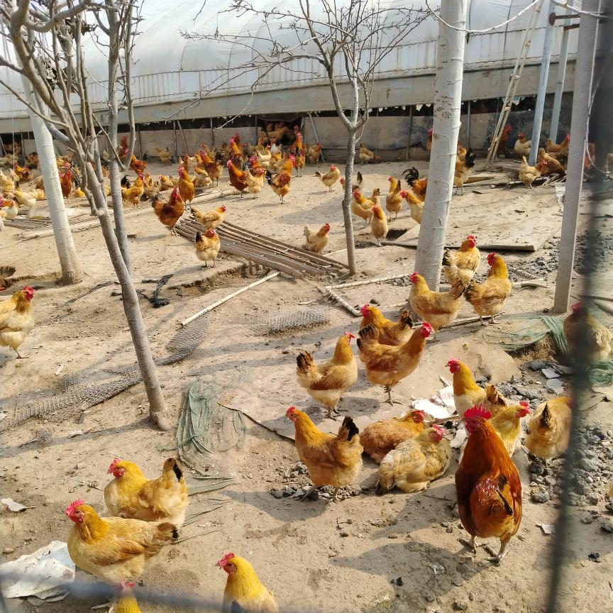 华州苏禽土鸡养殖