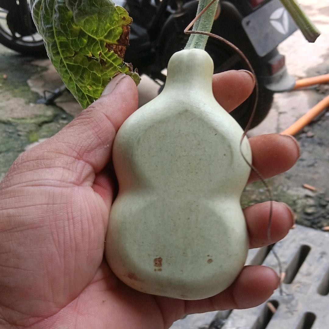 山东科技葫芦之乡