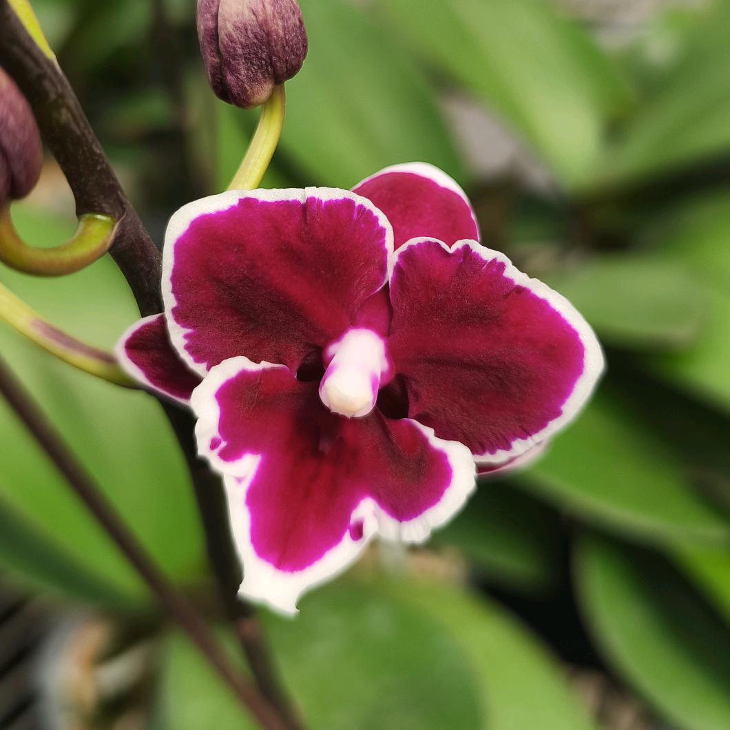 福多多蝴蝶兰园艺