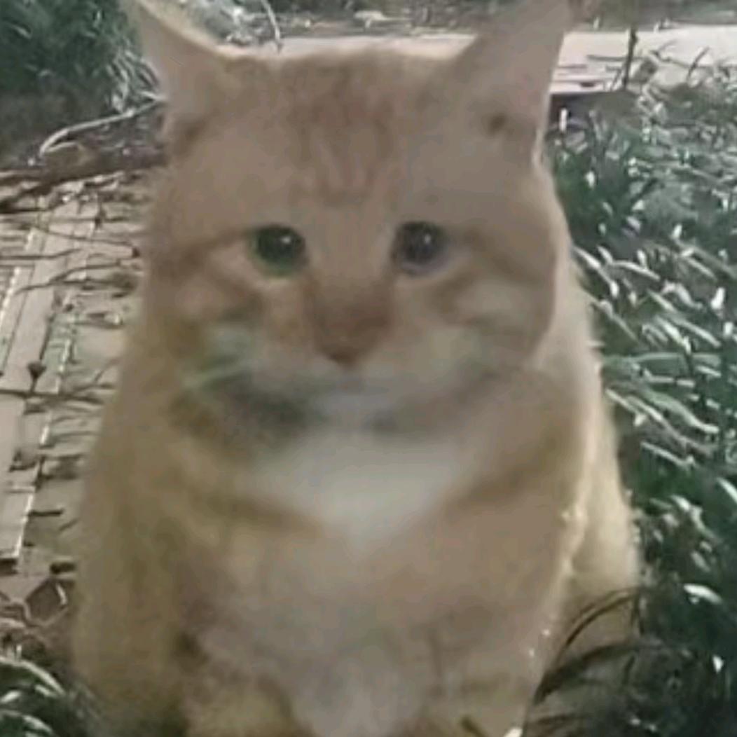 诗双