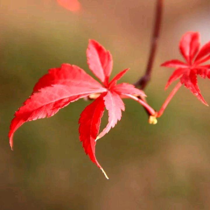 毛毛雨