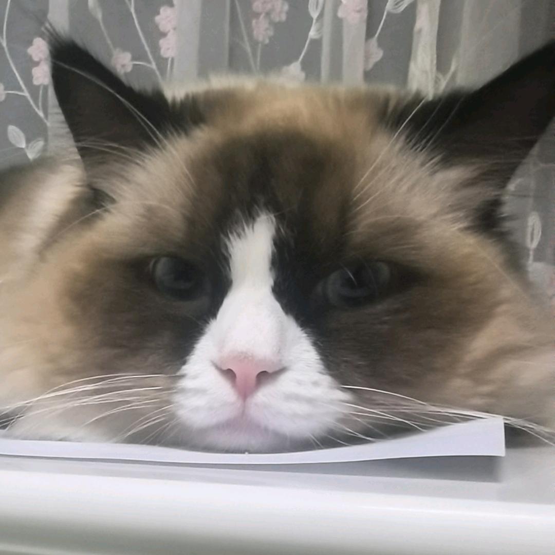 小猫爱吃鱼
