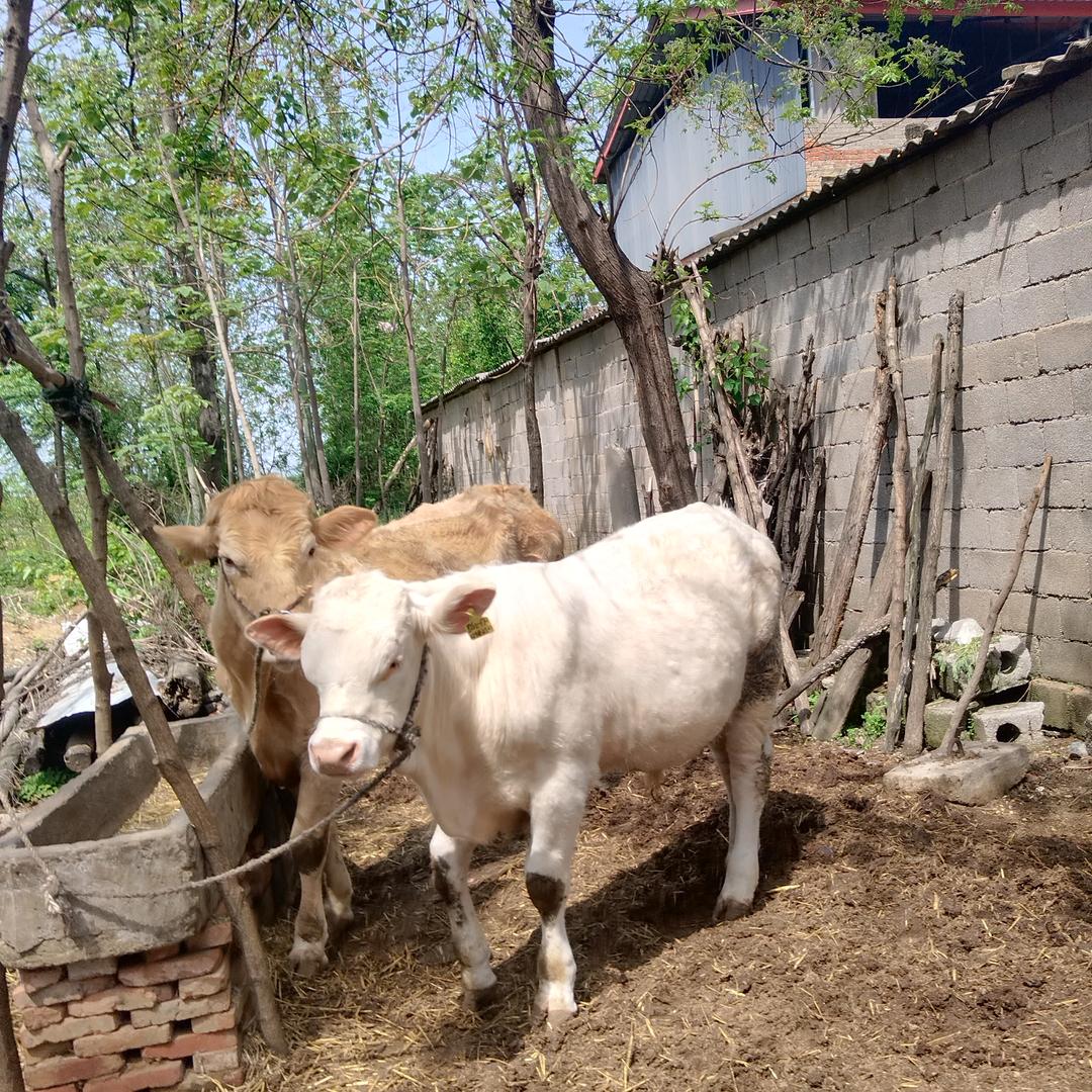 泌阳县启程夏南牛畜牧服务商行（个人独资）