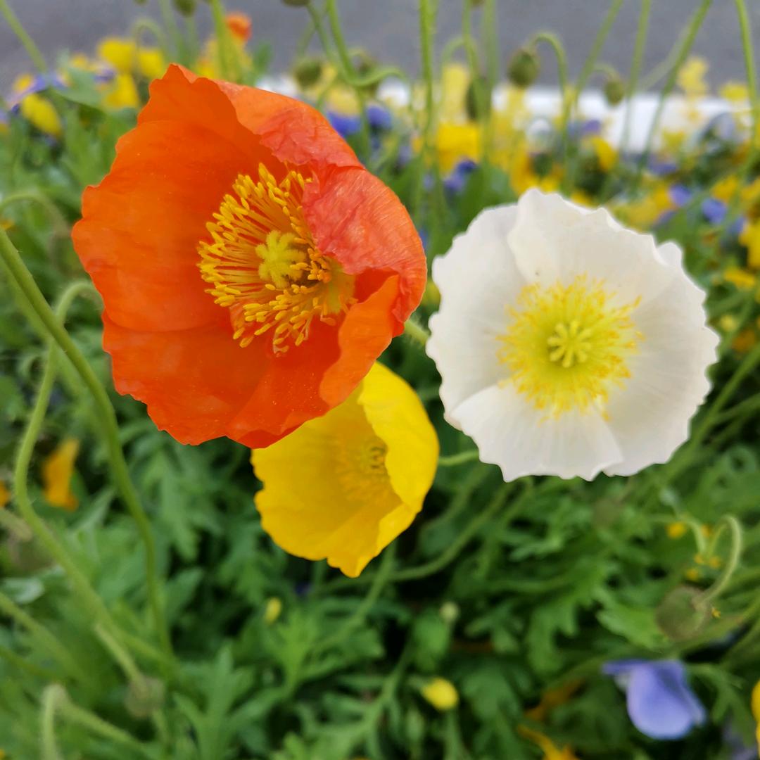 🌻乐享生活🌻