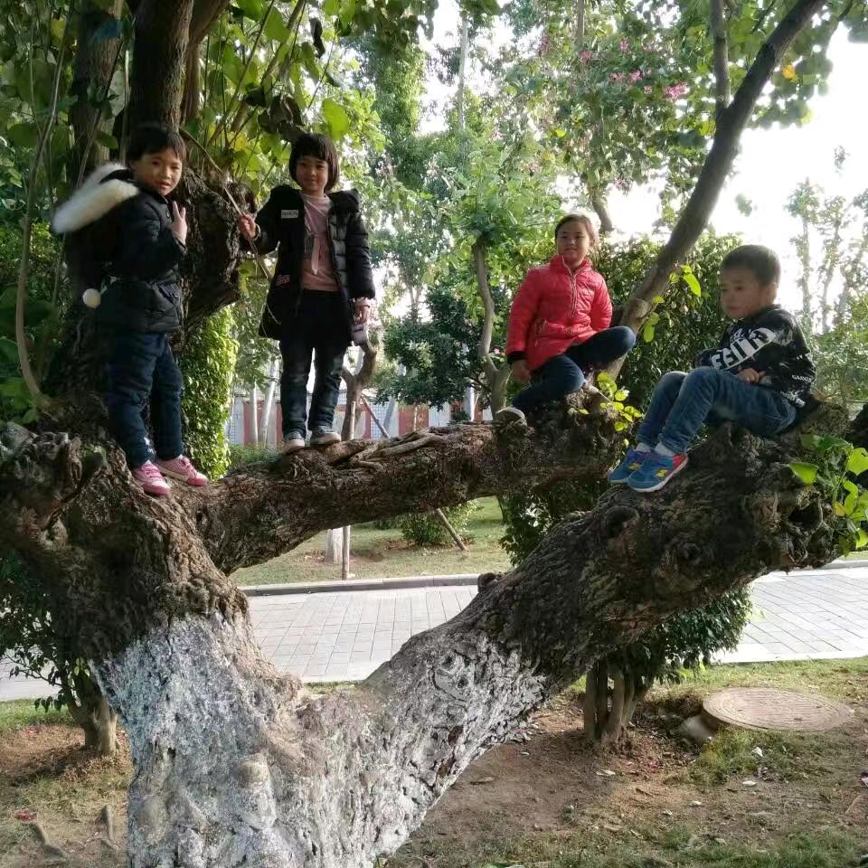 明琼