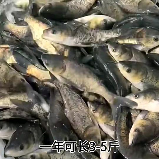 小米渔苗批发