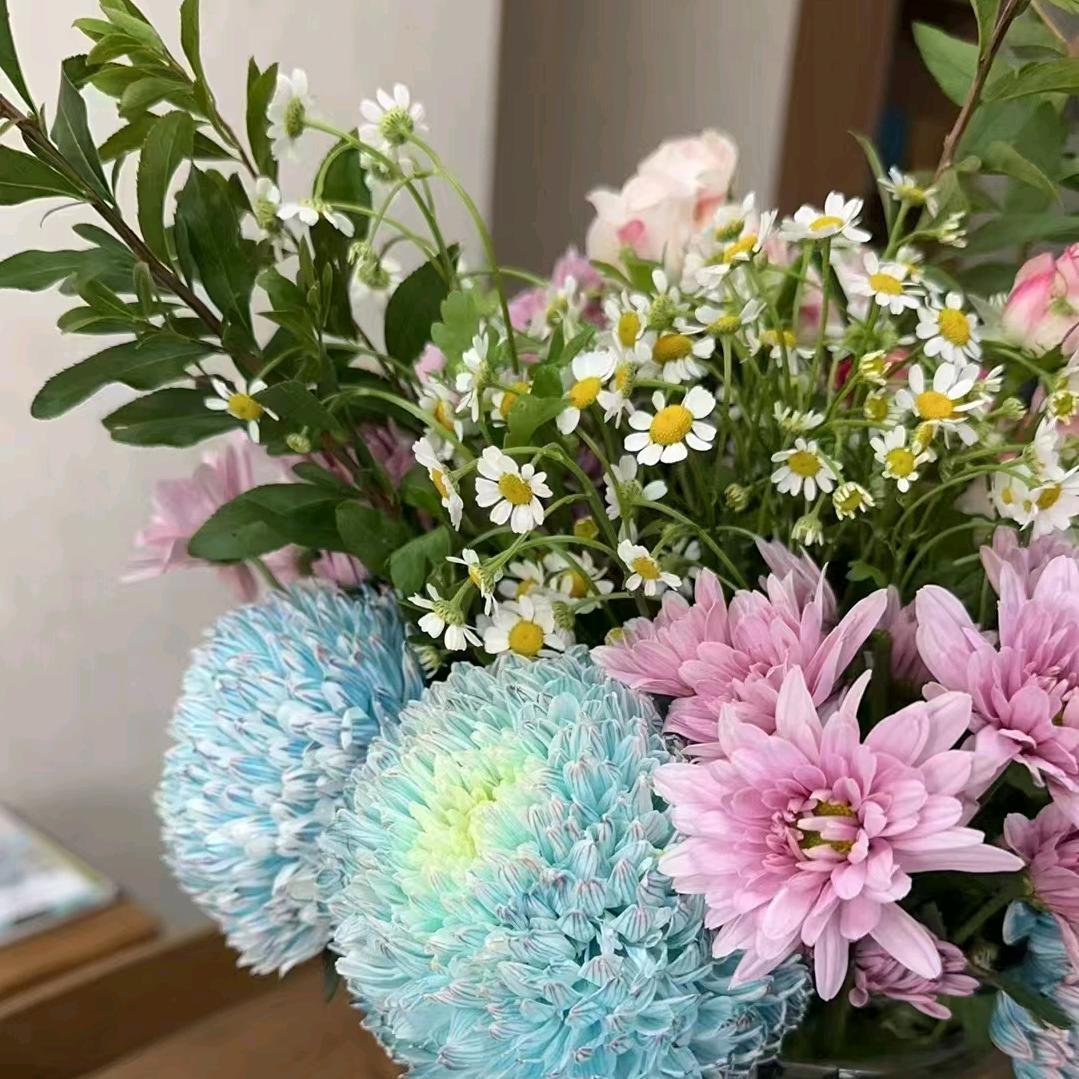 小趴菜的生活