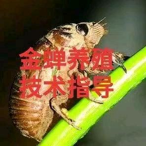潍坊金蝉养殖陶国兵