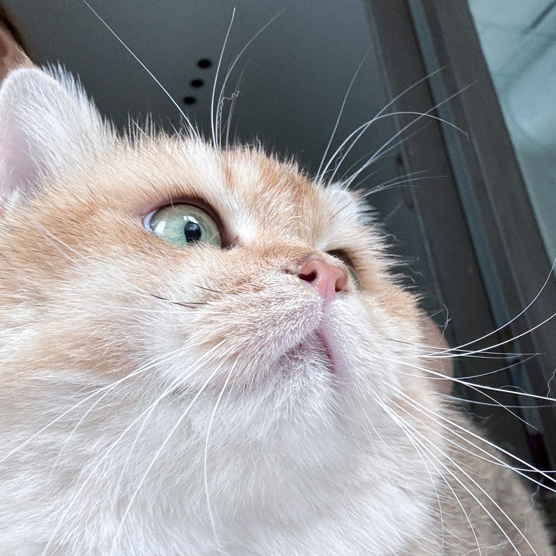 糖•果子（许嵩见过版）