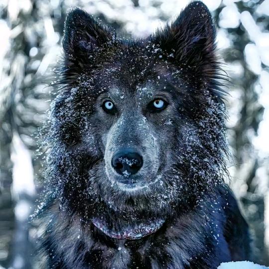 蓝湾牧羊犬