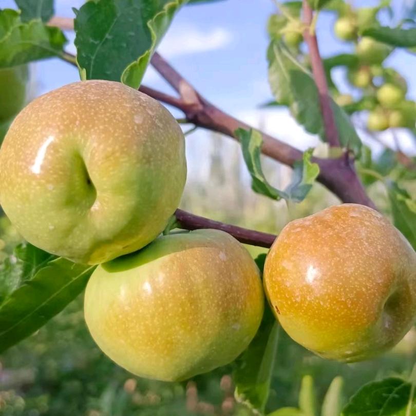 邑博创果树苗木专营店