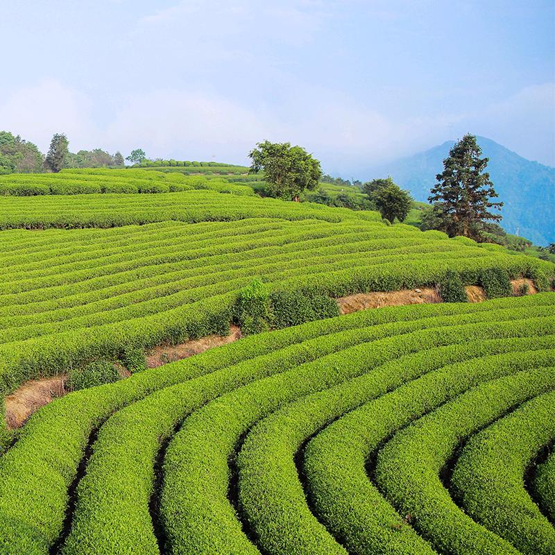 鼎山鼎茶厂