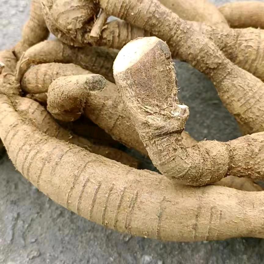野生牛大力