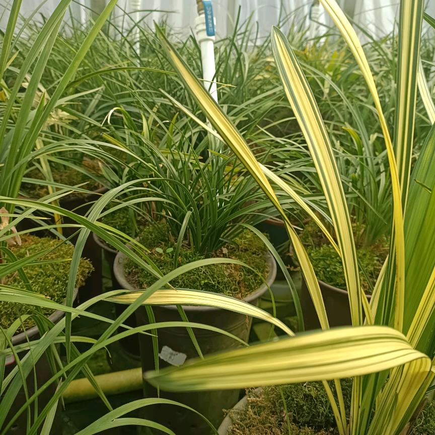 天高云淡1