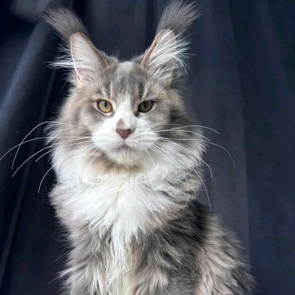阿福缅因猫舍