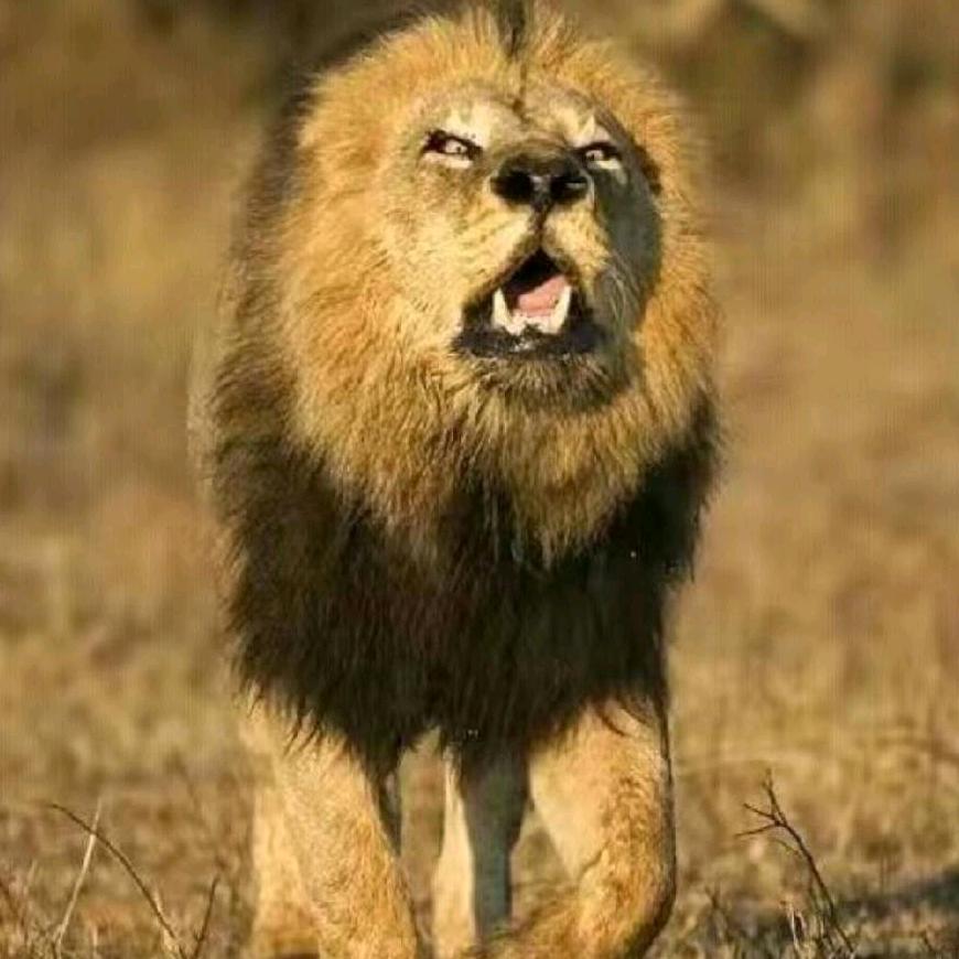 君子以自强不息