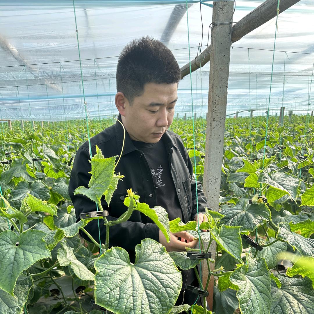 牛多多—郭老师讲黄瓜