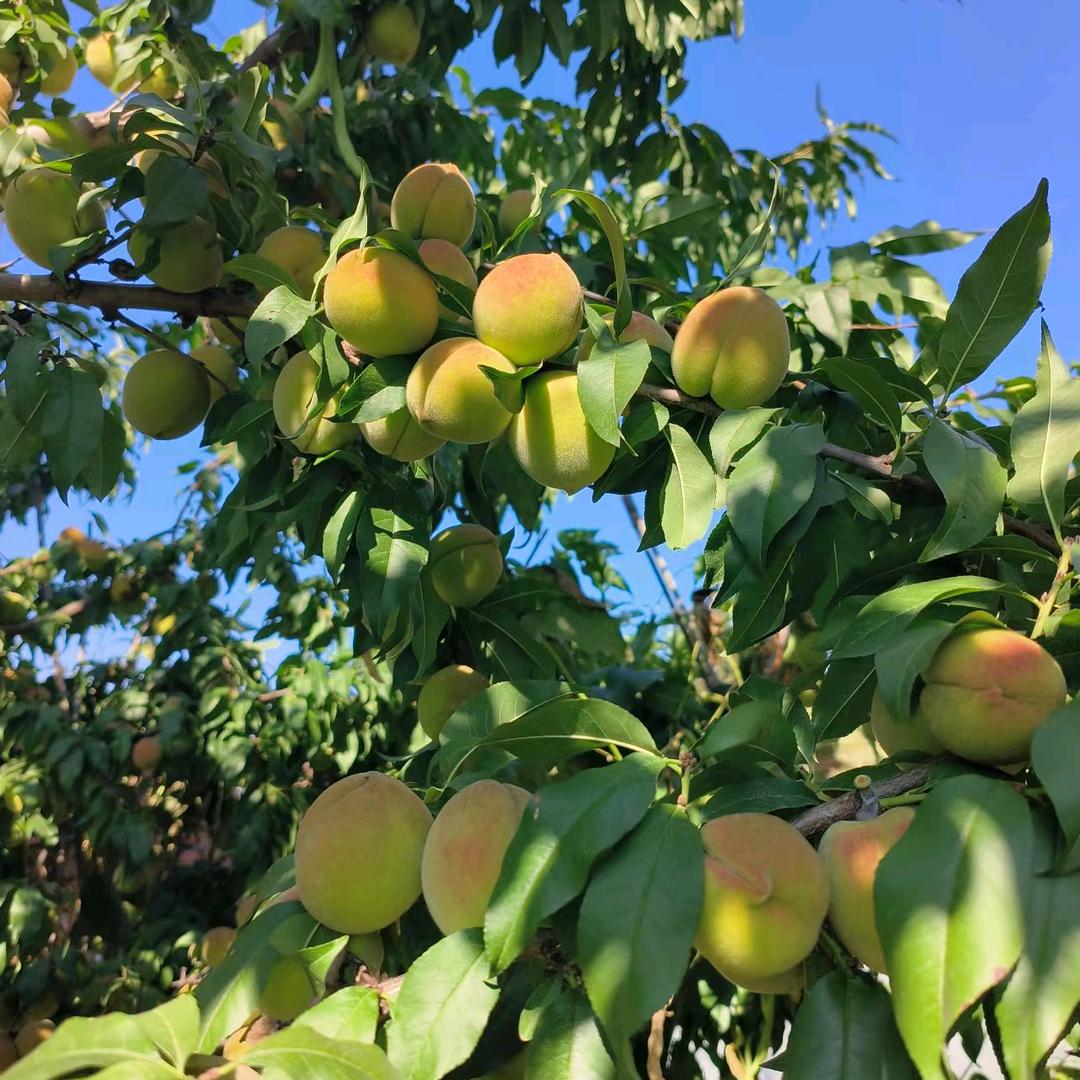 🍎平安健康🍎