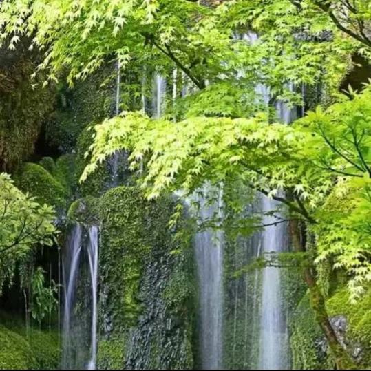 露露