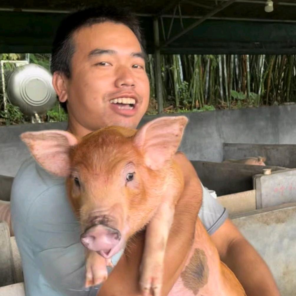 猪仔黄:🐷🐷
