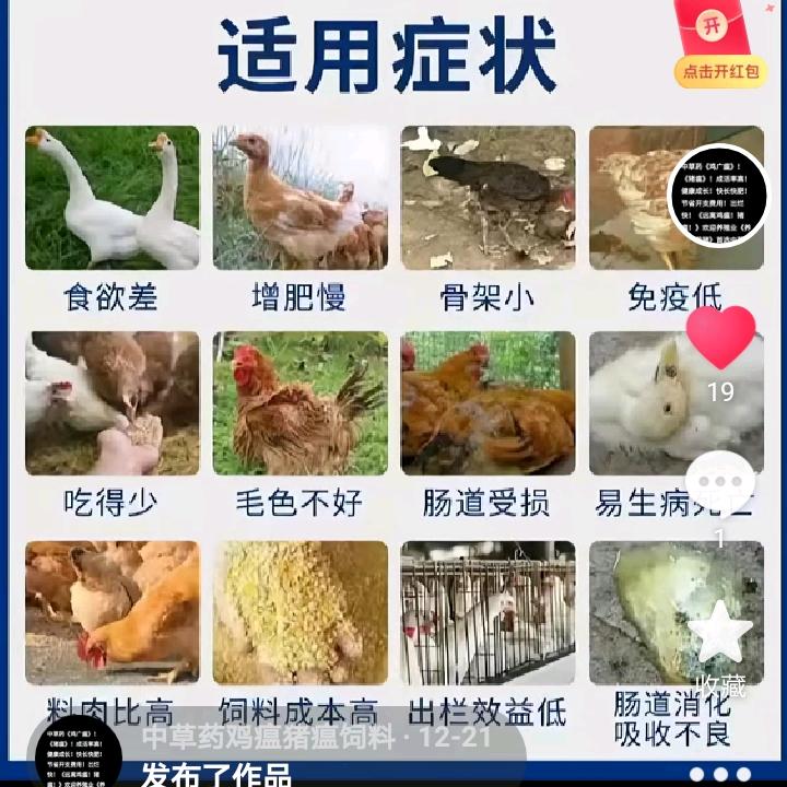 中草药鸡瘟猪瘟粉型饲料