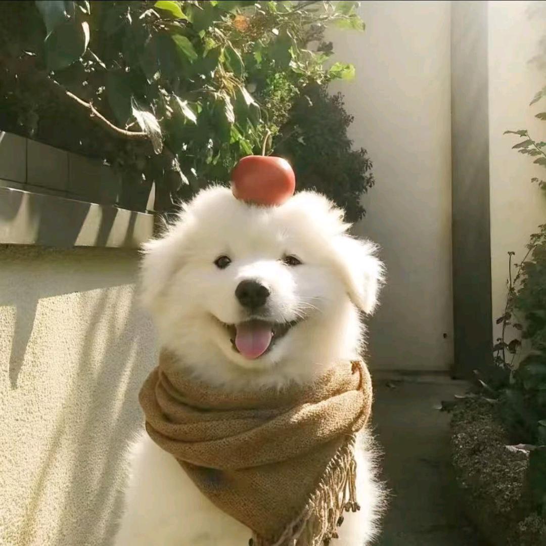 🍌🍎🍫