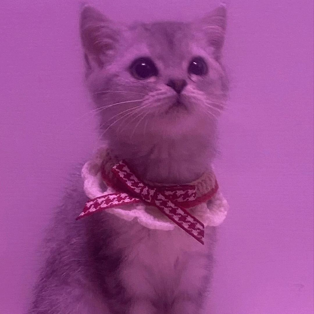 🍒乃寶多多🍒