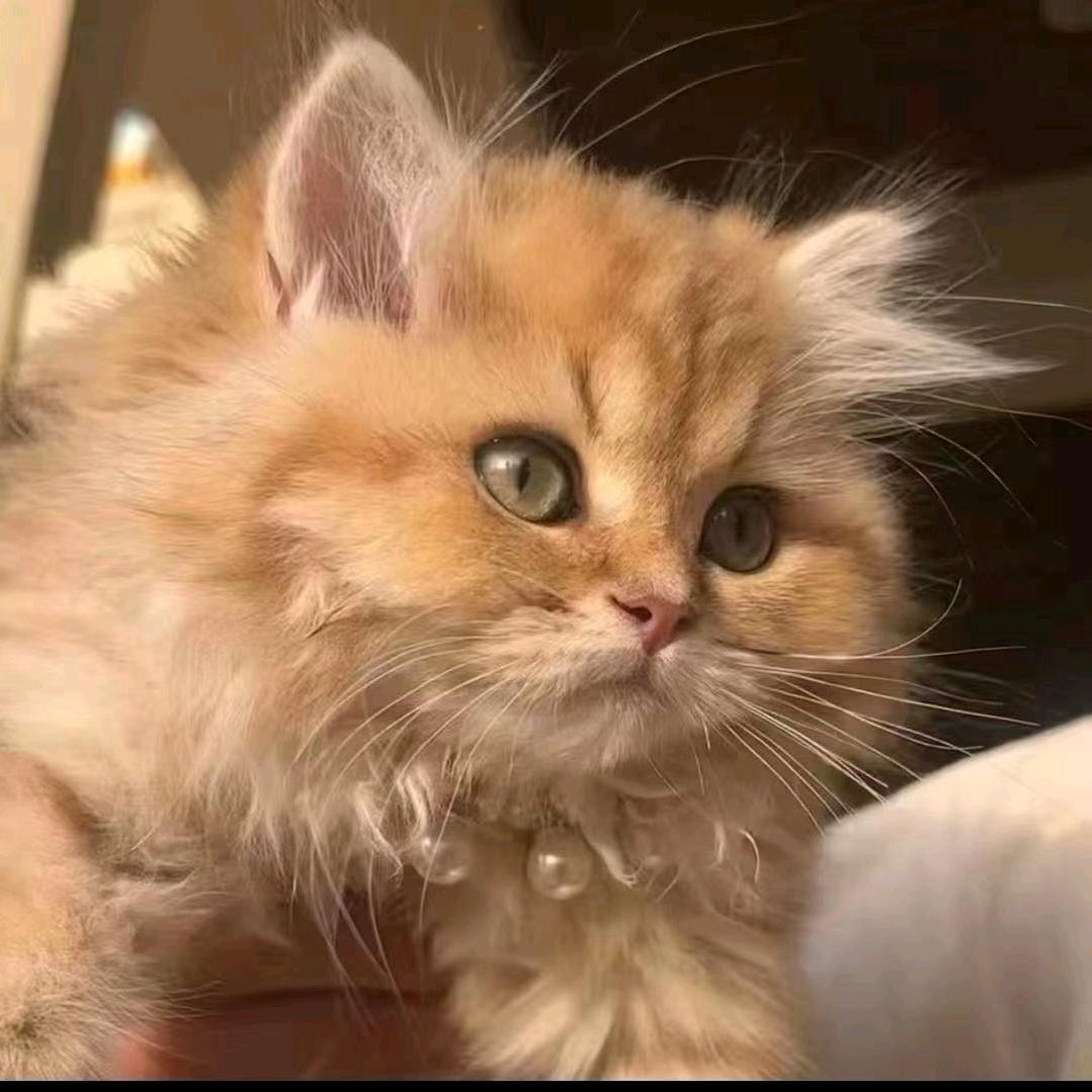 向僵尸开炮-龟龟