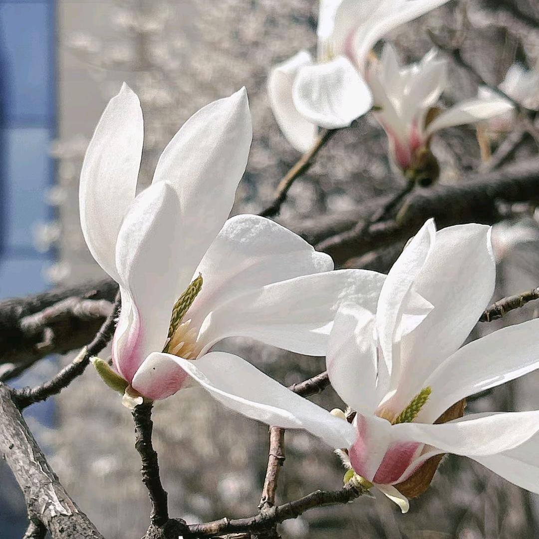 喜欢玉兰花的孩儿妈妈