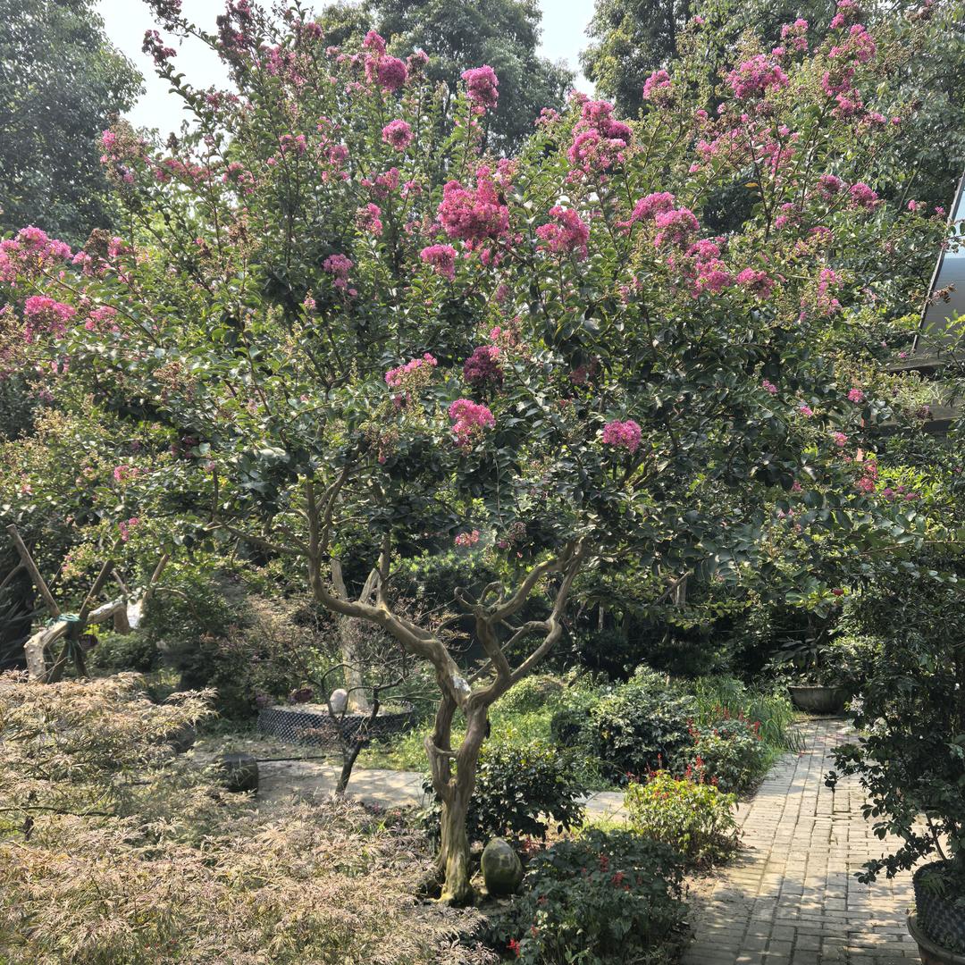 庭院植语—祥运园林景观树