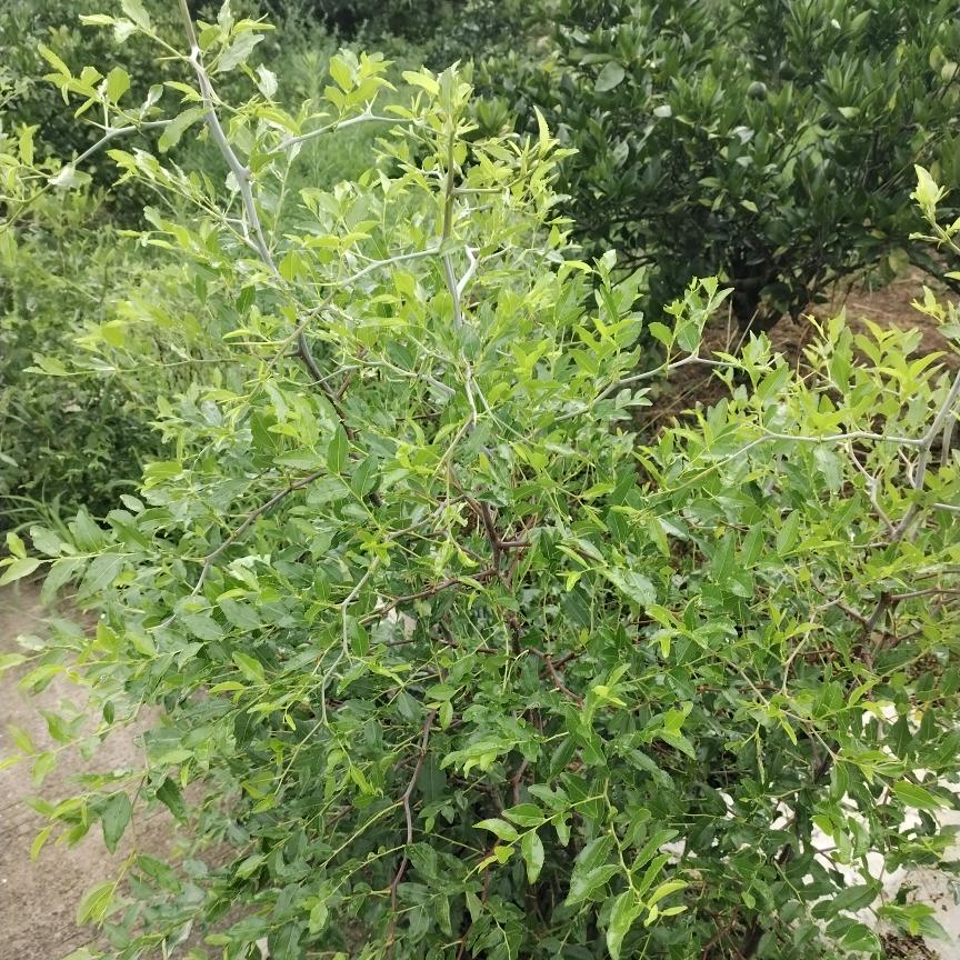 夏天