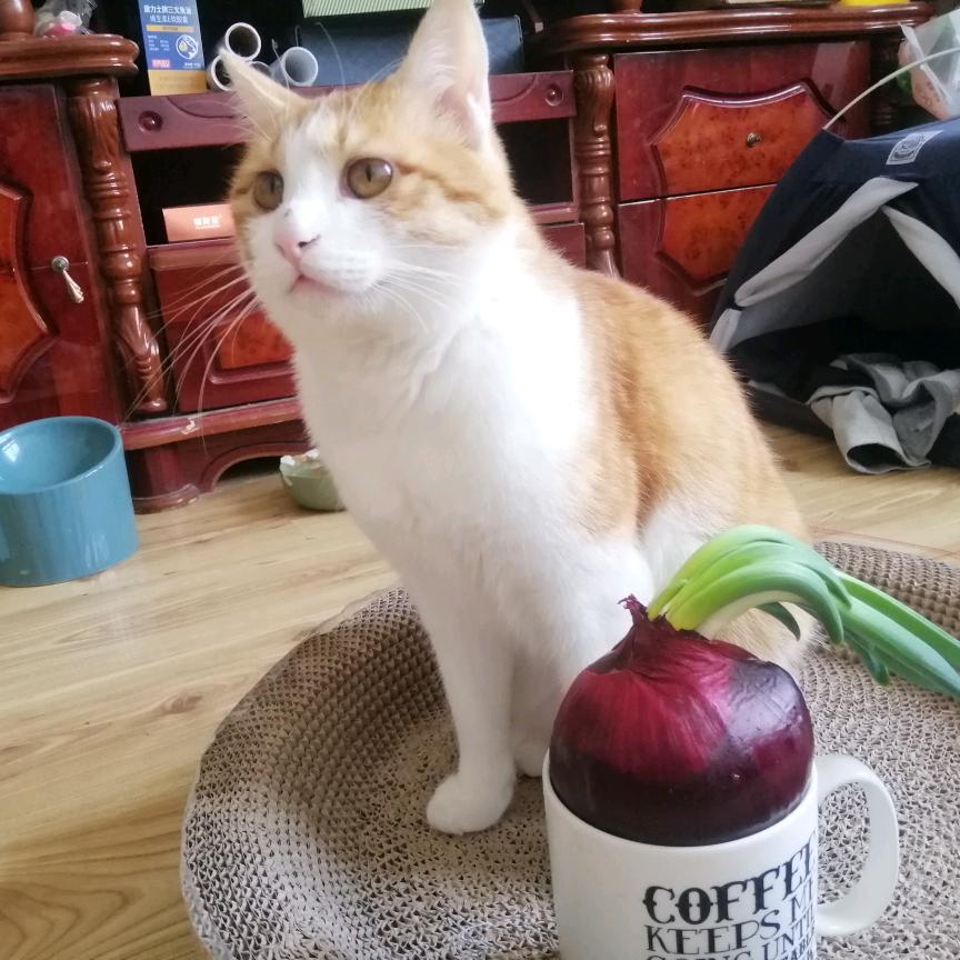 宇宙无敌小可爱