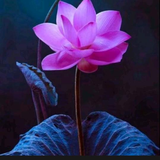 向往摆烂  享受躺平