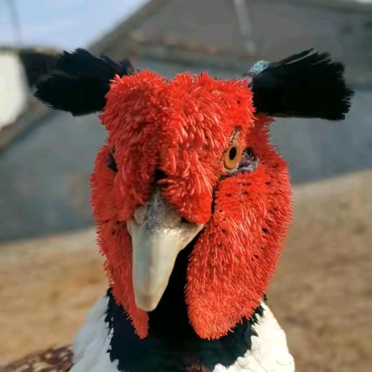 安徽孤单    7彩鸡呸 鸡煤(用品)