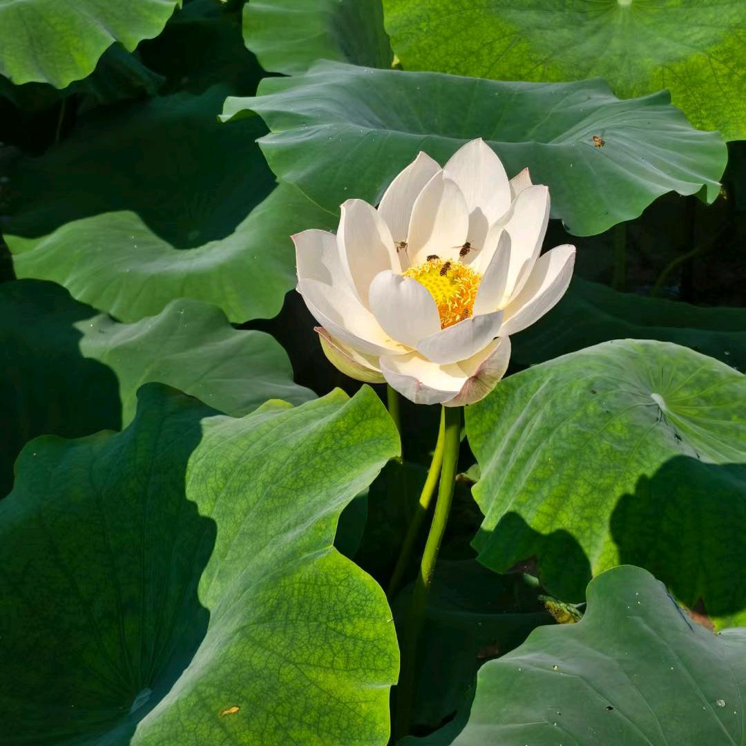 水口水库张姐莲藕