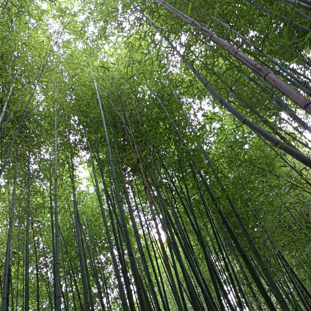 我爱茉莉清茶
